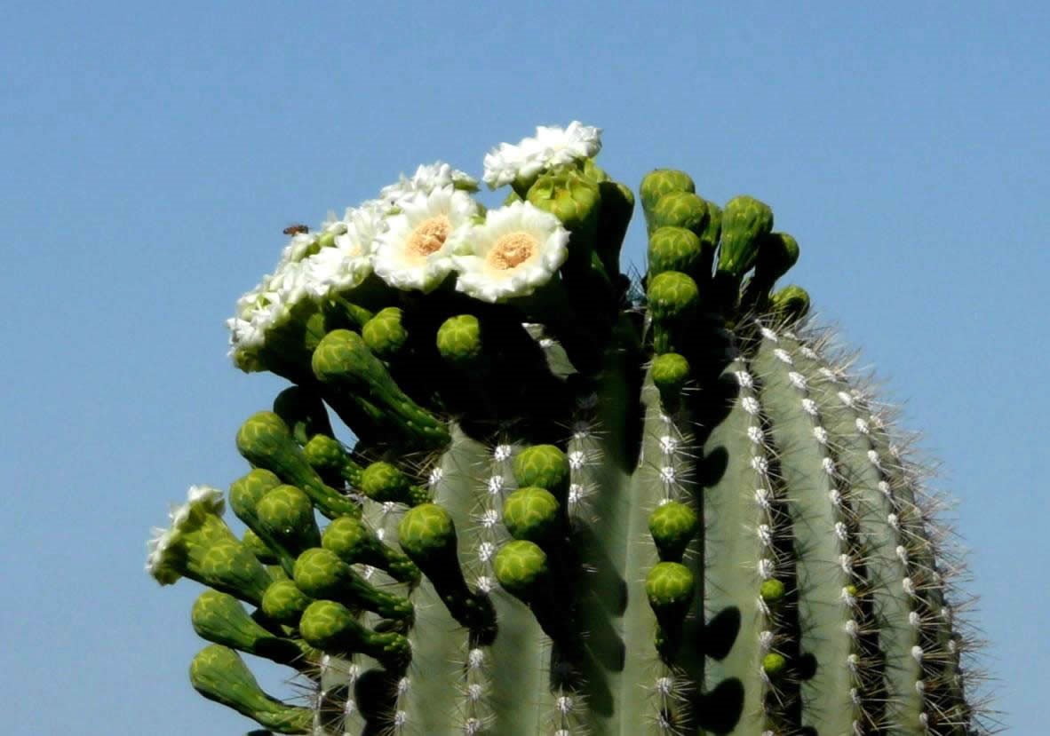 Silicon saguaros are starting to flower
